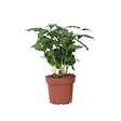 PLANT IN A BOX - Caféier - Coffea arabica - Hauteur 25-40cm - ⌀12cm - vignette