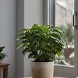 PLANT IN A BOX - Caféier - Coffea arabica - Hauteur 25-40cm - ⌀12cm - vignette
