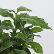 PLANT IN A BOX - Caféier - Coffea arabica - Hauteur 25-40cm - ⌀12cm - vignette