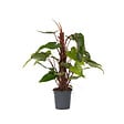 PLANT IN A BOX - Plante verte - Philodendron Red Emerald Kratiste - Hauteur 70-80cm - ⌀19cm - vignette
