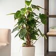 PLANT IN A BOX - Plante verte - Philodendron Red Emerald Kratiste - Hauteur 70-80cm - ⌀19cm - vignette