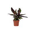 PLANT IN A BOX - Calathea ornata - Goeppertia insignis - Hauteur 30-40cm - ⌀12cm - vignette