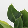 PLANT IN A BOX - Plantes d'intérieur tendance - Set de 4 - Hauteur 25-40cm - ⌀12cm - vignette