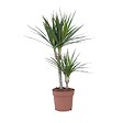 PLANT IN A BOX - Dragonnier - Dracaena marginata - Hauteur 70-80cm - ⌀17cm - vignette