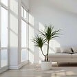 PLANT IN A BOX - Dragonnier - Dracaena marginata - Hauteur 70-80cm - ⌀17cm - vignette