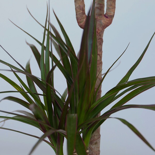 PLANT IN A BOX - Dragonnier - Dracaena marginata - Hauteur 70-80cm - ⌀17cm - large