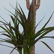 PLANT IN A BOX - Dragonnier - Dracaena marginata - Hauteur 70-80cm - ⌀17cm - vignette