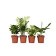 PLANT IN A BOX - Mélang de plantes d'intérieur - Set de 4 - Hauteur 25-40cm - ⌀12cm - vignette