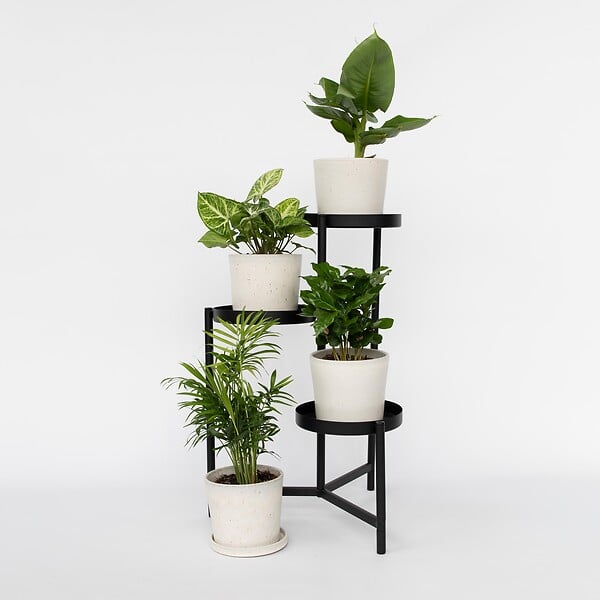 PLANT IN A BOX - Mélang de plantes d'intérieur - Set de 4 - Hauteur 25-40cm - ⌀12cm - large