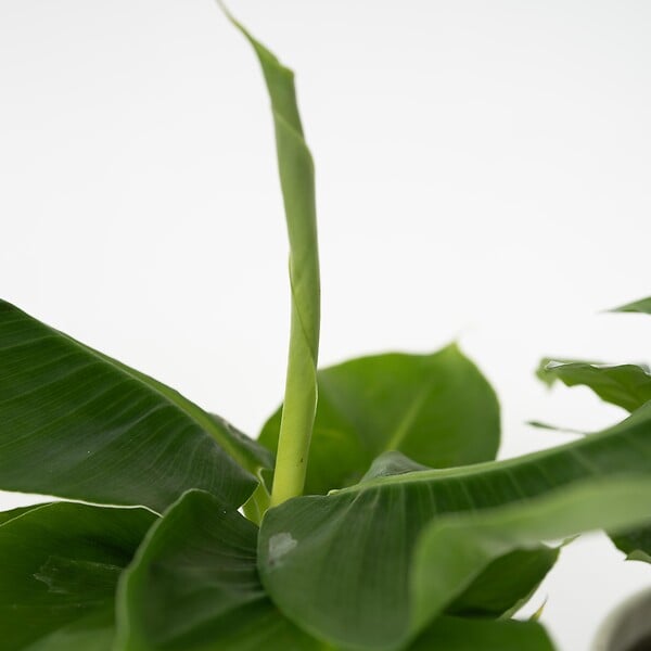 PLANT IN A BOX - Mélang de plantes d'intérieur - Set de 4 - Hauteur 25-40cm - ⌀12cm - large