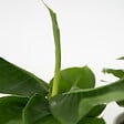PLANT IN A BOX - Mélang de plantes d'intérieur - Set de 4 - Hauteur 25-40cm - ⌀12cm - vignette