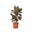 PLANT IN A BOX - Caoutchouc - Ficus Elastica 'Belize' - Hauteur 75-100cm - ⌀24cm - vignette