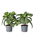 PLANT IN A BOX - Plante à feuilles panachées - Set de 2 - Aphelandra botanica - H25-45cm - ⌀13cm - vignette
