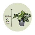 PLANT IN A BOX - Plante à feuilles panachées - Set de 2 - Aphelandra botanica - H25-45cm - ⌀13cm - vignette