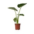 PLANT IN A BOX - Plante à grandes feuilles - Alocasia 'Macrorrhizos' - Hauteur 60-70cm - ⌀17cm - vignette