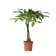 PLANT IN A BOX - Arbre à argent - Pachira aquatica - Hauteur 60-70cm - ⌀17cm - vignette