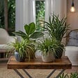 PLANT IN A BOX - Amical pour les animaux - Set de 4 - Pet Friendy Mix - Hauteur 25-40cm - ⌀12cm - vignette