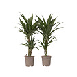 PLANT IN A BOX - Dragonnier - Set de 2 - Dracaena Deremensis 'Warneckei' - H60-70cm - ⌀17cm - vignette