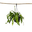 PLANT IN A BOX - Cactus orchidée - Epiphyllum 'Anguliger' - Hauteur 30-40cm - ⌀15cm - vignette