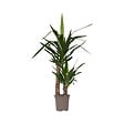 PLANT IN A BOX - Pied d'éléphant - Yucca elephantipes - Hauteur 70-80cm - ⌀17cm - vignette