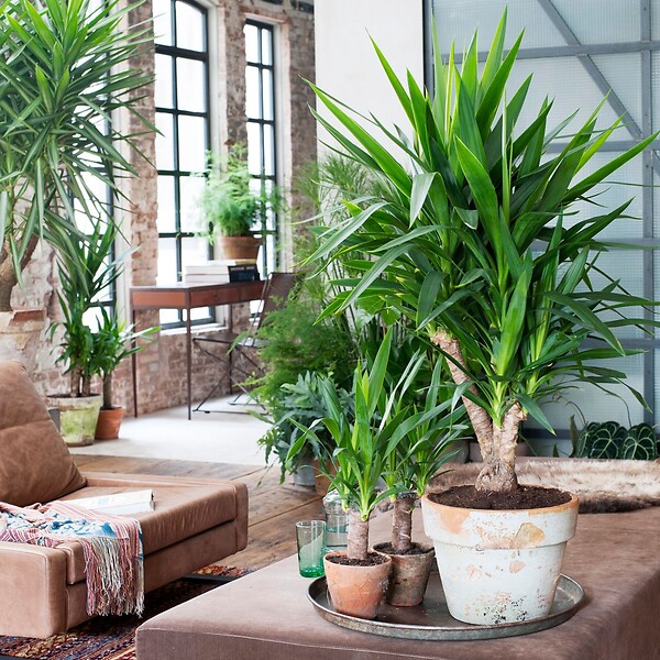PLANT IN A BOX - Pied d'éléphant - Yucca elephantipes - Hauteur 70-80cm - ⌀17cm - large