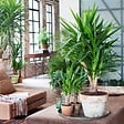 PLANT IN A BOX - Pied d'éléphant - Yucca elephantipes - Hauteur 70-80cm - ⌀17cm - vignette
