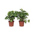 PLANT IN A BOX - Patte-d'oie - Set de 2 - Syngonium podophyllum 'Pixie' - Hauteur 25-40cm - ⌀12cm - vignette
