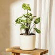 PLANT IN A BOX - Patte-d'oie - Set de 2 - Syngonium podophyllum 'Pixie' - Hauteur 25-40cm - ⌀12cm - vignette