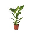 PLANT IN A BOX - Oiseau de paradis - Strelitzia nicolai - Hauteur 55-70cm - ⌀17cm - vignette