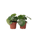 PLANT IN A BOX - Pépéromie - Set de 2 - Peperomia polybotrya - Hauteur 20-30cm - ⌀12cm - vignette