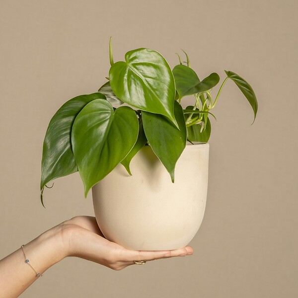 PLANT IN A BOX - Pépéromie - Set de 2 - Peperomia polybotrya - Hauteur 20-30cm - ⌀12cm - large