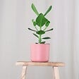 PLANT IN A BOX - Pommier baumier - Set de 2 - Clusia rosea 'Princess' - Hauteur 25-35cm - ⌀12cm - vignette