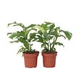 PLANT IN A BOX - Plante à trous - Set de 2 - Rhaphidophora tetrasperma - Hauteur 20-30cm - ⌀12cm - vignette