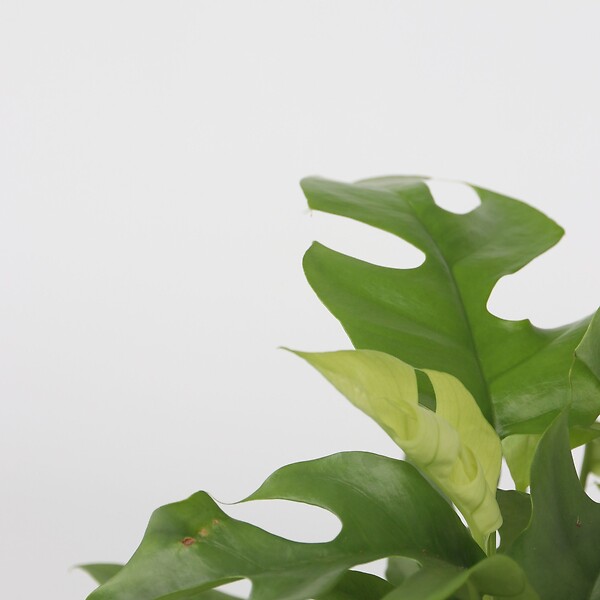 PLANT IN A BOX - Plante à trous - Set de 2 - Rhaphidophora tetrasperma - Hauteur 20-30cm - ⌀12cm - large