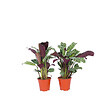 PLANT IN A BOX - Plante Dormeuse - Set de 4 - Ctenanthe 'burle-marxii' - Hauteur 25-40cm - ⌀12cm - vignette