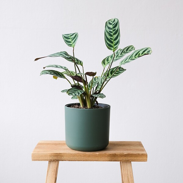PLANT IN A BOX - Plante Dormeuse - Set de 4 - Ctenanthe 'burle-marxii' - Hauteur 25-40cm - ⌀12cm - large