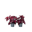 PLANT IN A BOX - Feuille de sang - Set de 2 - Iresine herbstii - Hauteur 20-30cm - ⌀13cm - vignette