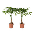 PLANT IN A BOX - Arbre à argent - Set de 2 - Pachira aquatica - Hauteur 60-70cm - ⌀17cm - vignette