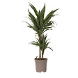 PLANT IN A BOX - Dragonnier - Dracaena Deremensis 'Warneckei' - Hauteur 60-70cm - ⌀17cm - vignette