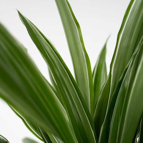 PLANT IN A BOX - Dragonnier - Dracaena Deremensis 'Warneckei' - Hauteur 60-70cm - ⌀17cm - large