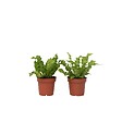 PLANT IN A BOX - Fougère nid d'oiseau - Set de 2 - Asplenium 'Crispy Wave' - H25-40cm - ⌀12cm - vignette