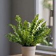 PLANT IN A BOX - Fougère nid d'oiseau - Set de 2 - Asplenium 'Crispy Wave' - H25-40cm - ⌀12cm - vignette