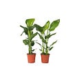 PLANT IN A BOX - Oiseau de paradis - Set de 2 - Strelitzia nicolai - Hauteur 55-70cm - ⌀17cm - vignette