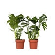 PLANT IN A BOX - Plante à trous - Set de 2 - Monstera deliciosa - Hauteur 70-80cm - ⌀21cm - vignette
