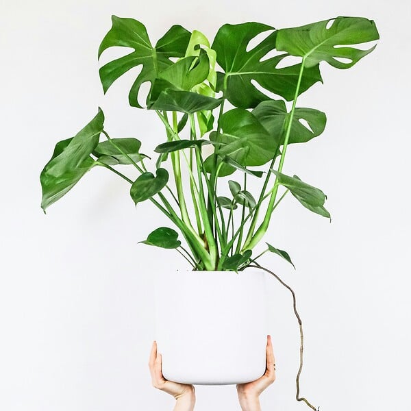 PLANT IN A BOX - Plante à trous - Set de 2 - Monstera deliciosa - Hauteur 70-80cm - ⌀21cm - large