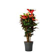 PLANT IN A BOX - Croton - Codiaeum variegatum 'Mrs. Iceton' - Hauteur 90-100cm - Pot 27cm - vignette