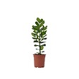 PLANT IN A BOX - Pommier baumier - Clusia rosea 'Princess' - Hauteur 50-60cm - ⌀17cm - vignette