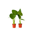 PLANT IN A BOX - Plante éléphant - Set de 2 - Alocasia 'Odora' - Hauteur 55-75cm - ⌀17cm - vignette