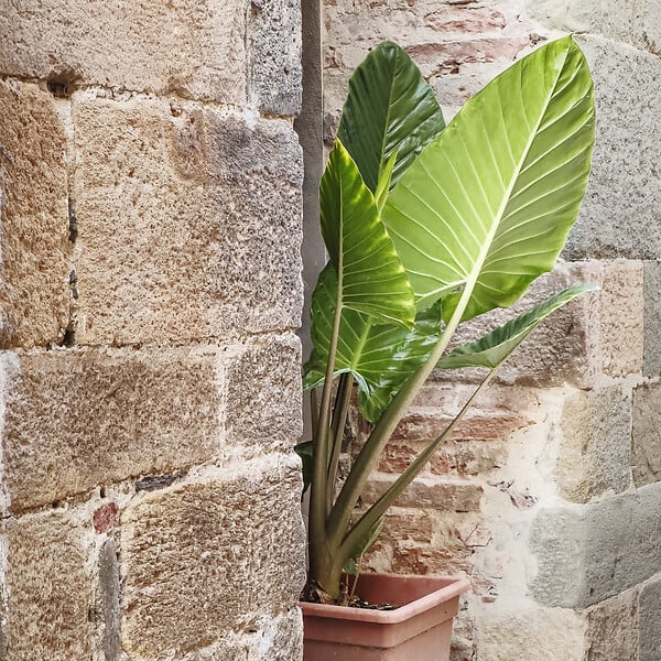 PLANT IN A BOX - Plante éléphant - Set de 2 - Alocasia 'Odora' - Hauteur 55-75cm - ⌀17cm - large