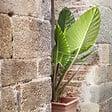 PLANT IN A BOX - Plante éléphant - Set de 2 - Alocasia 'Odora' - Hauteur 55-75cm - ⌀17cm - vignette